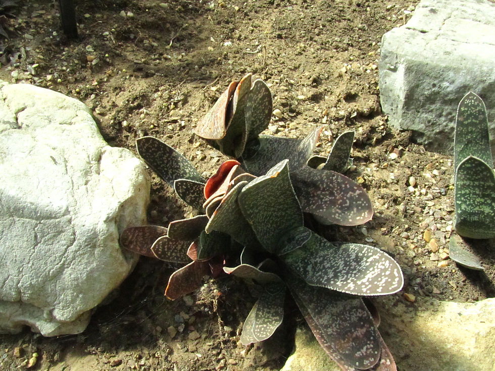 Gasteria pillansii var. pillansii