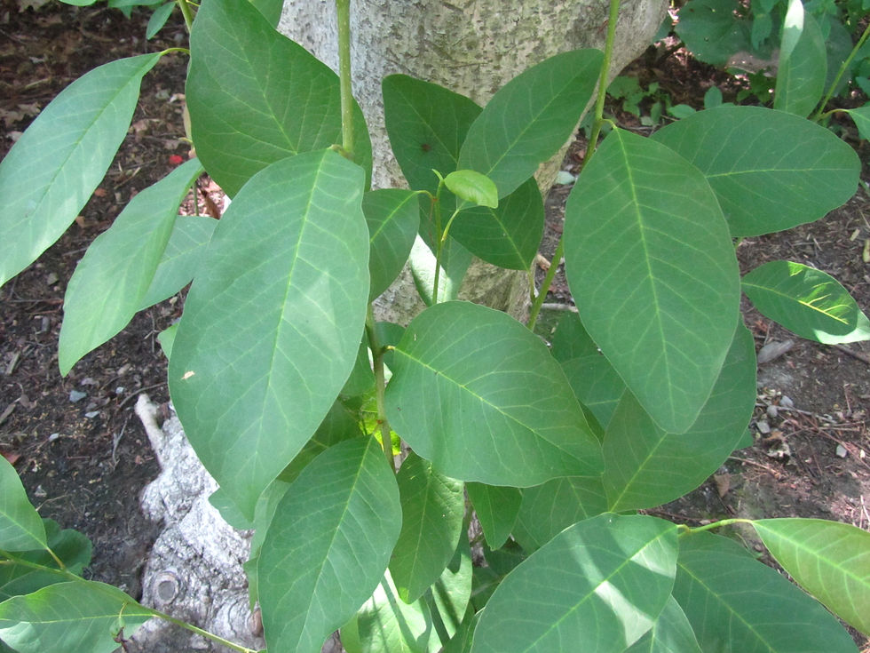 Magnolia salicifolia