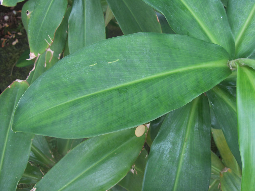 Costus comosus