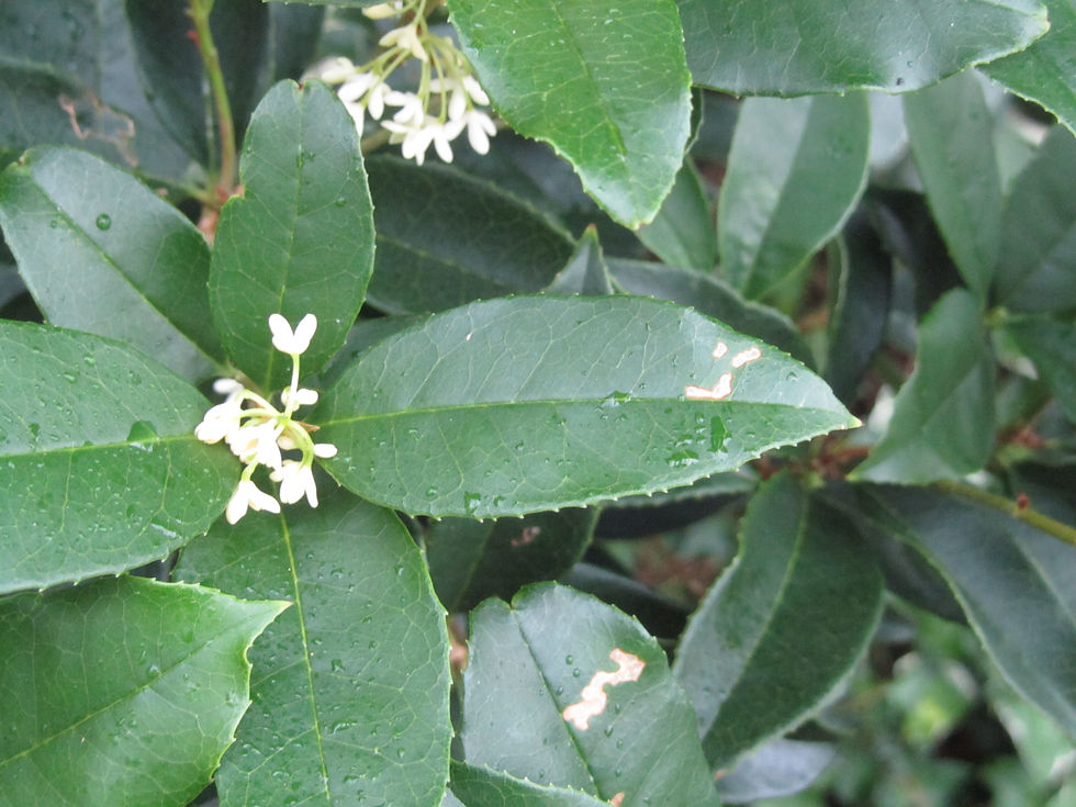 Osmanthus fragrans