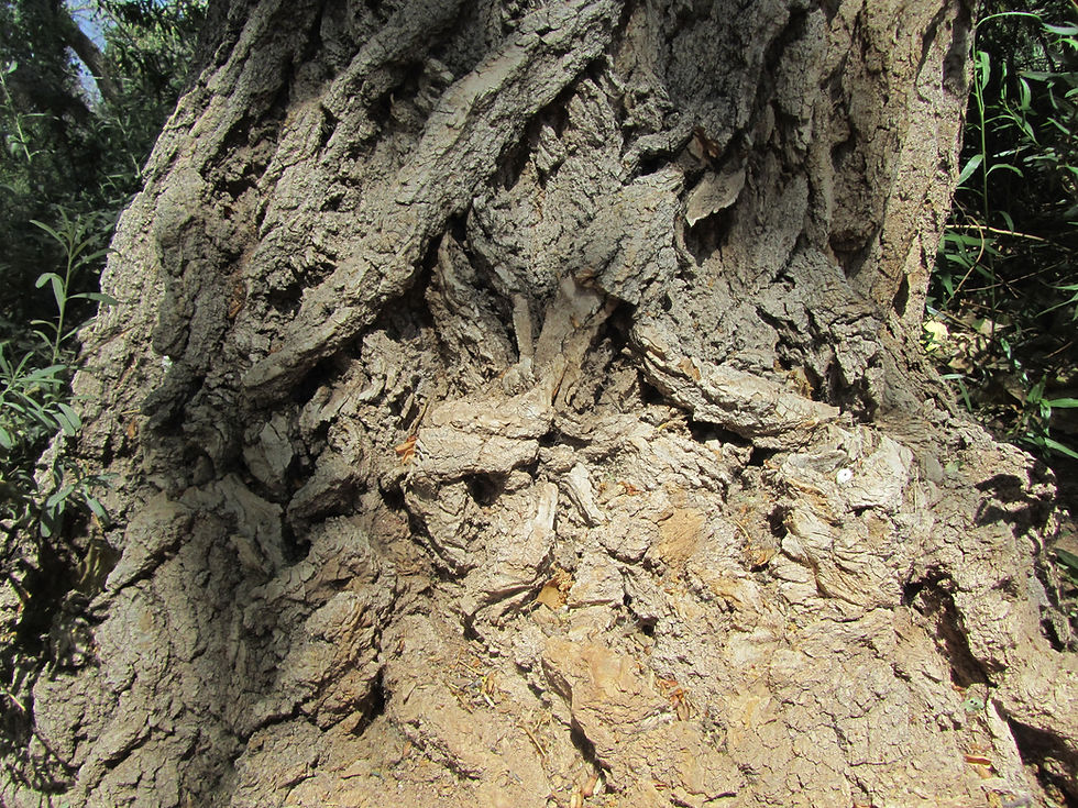 Populus fremontii