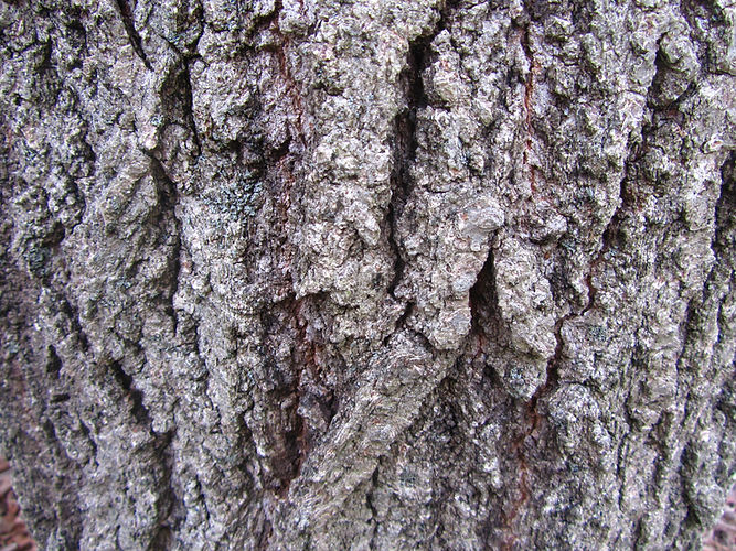 IMG_2203 (Populus tremuloides).jpg
