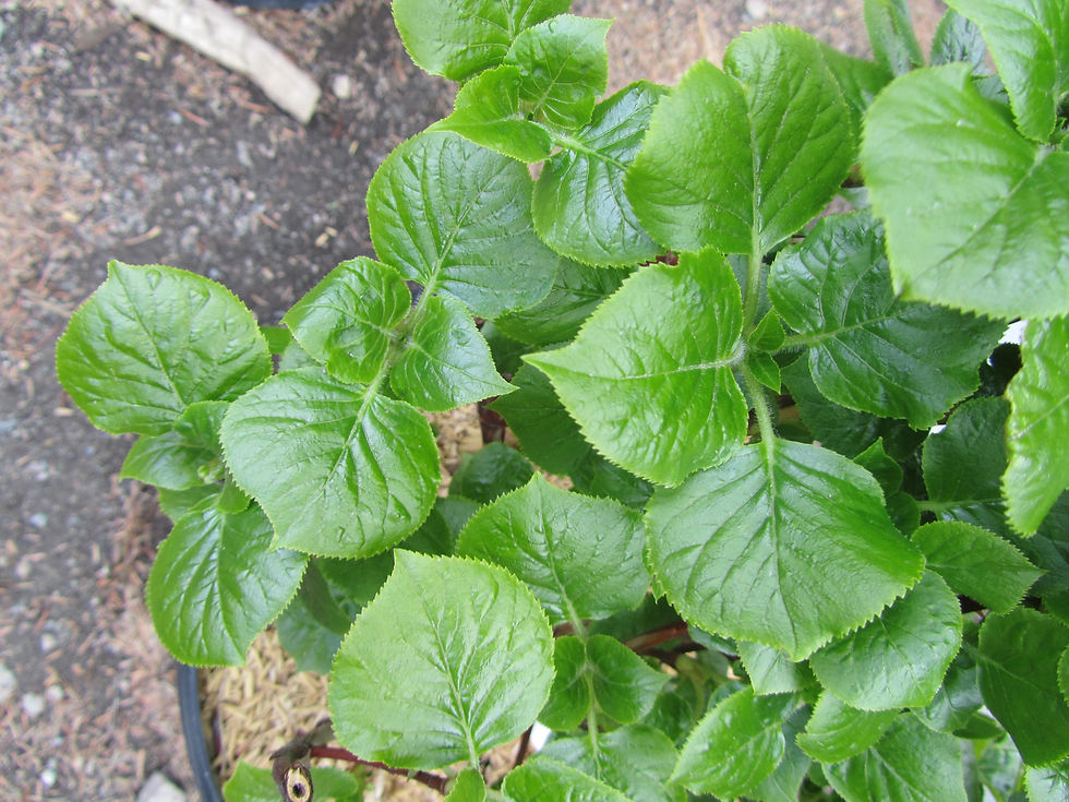 Hydrangea petiolaris
