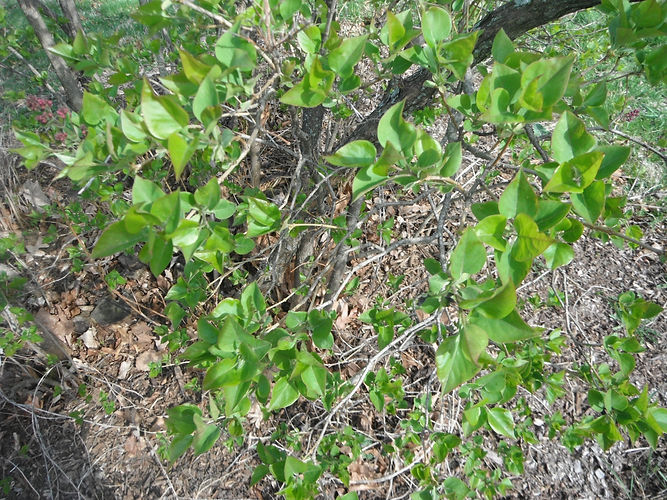 IMG_2203 (Populus tremuloides).jpg