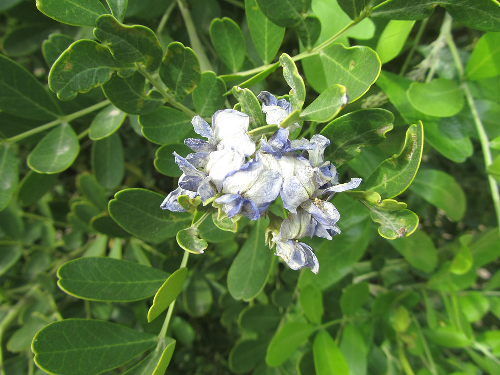 Dermatophyllum secundiflorum