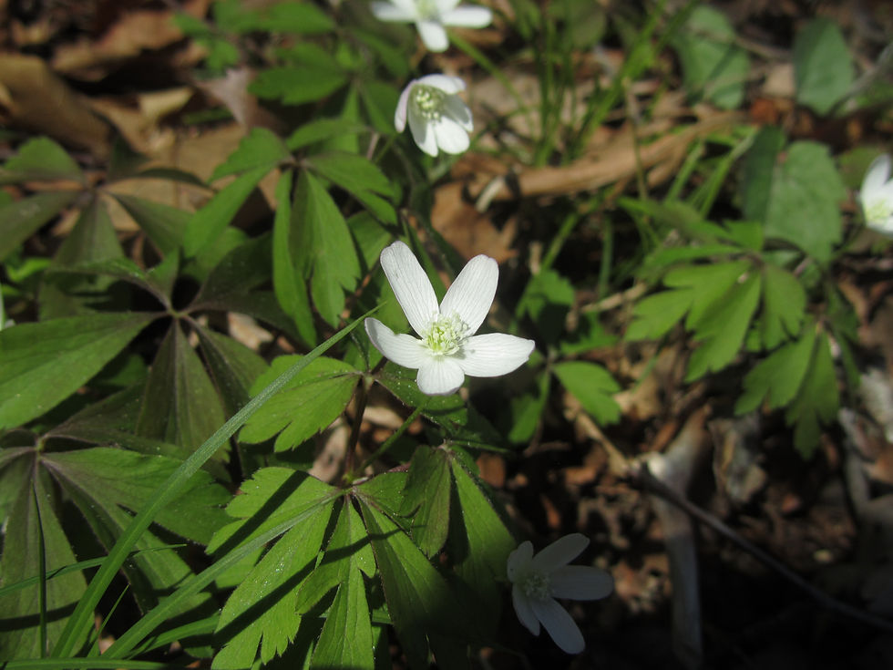 Anemonoides quinquefolia