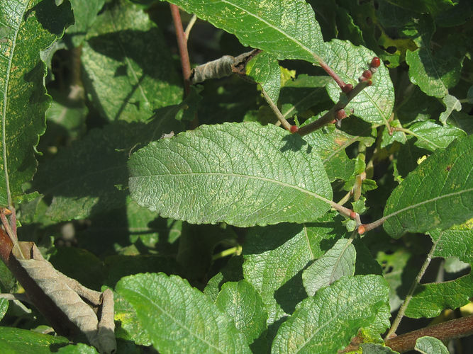 IMG_2203 (Populus tremuloides).jpg