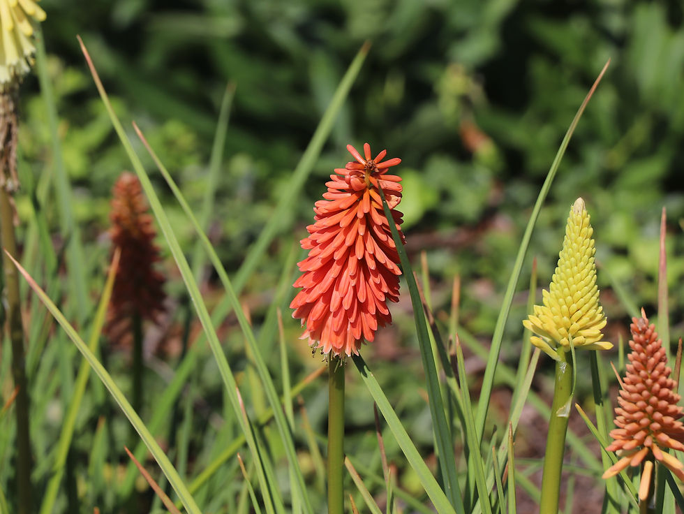 Kniphofia uvaria 'Flamenco Mix'