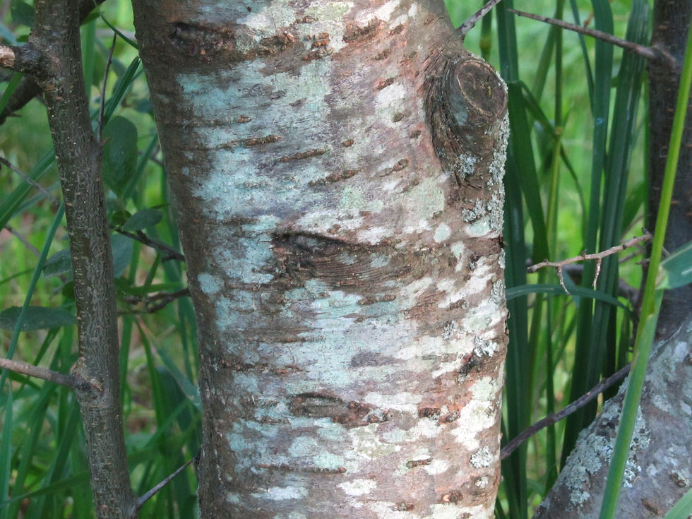 Prunus spinosa