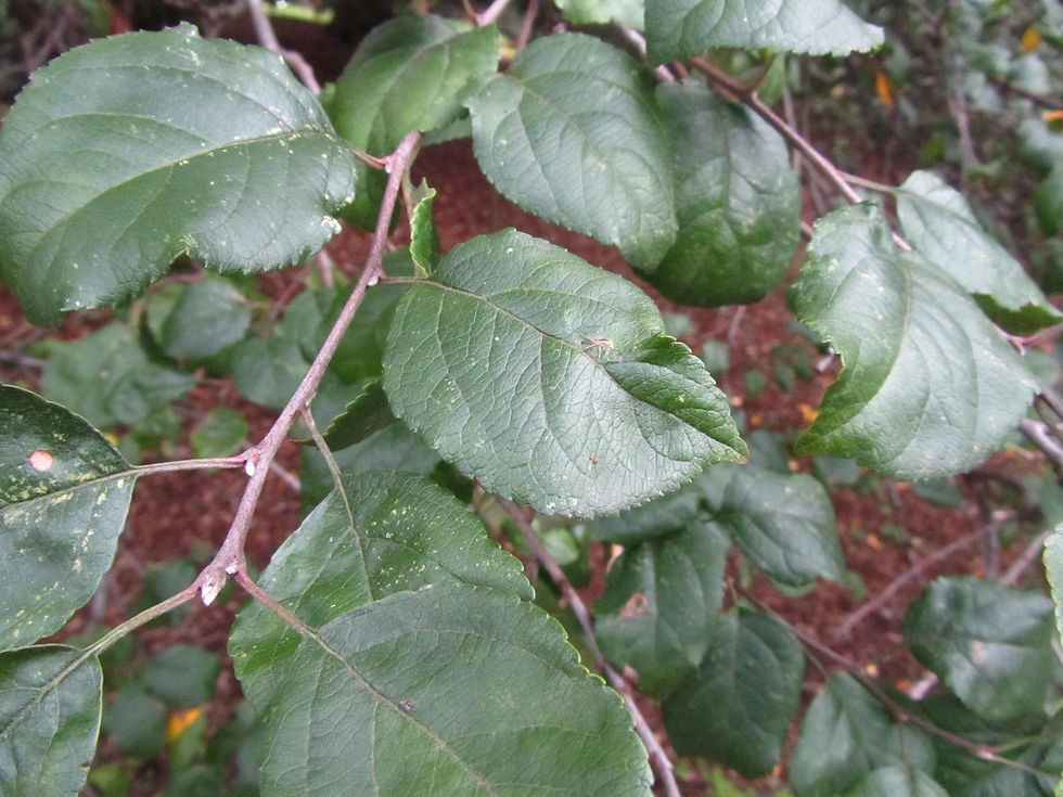 Malus orientalis