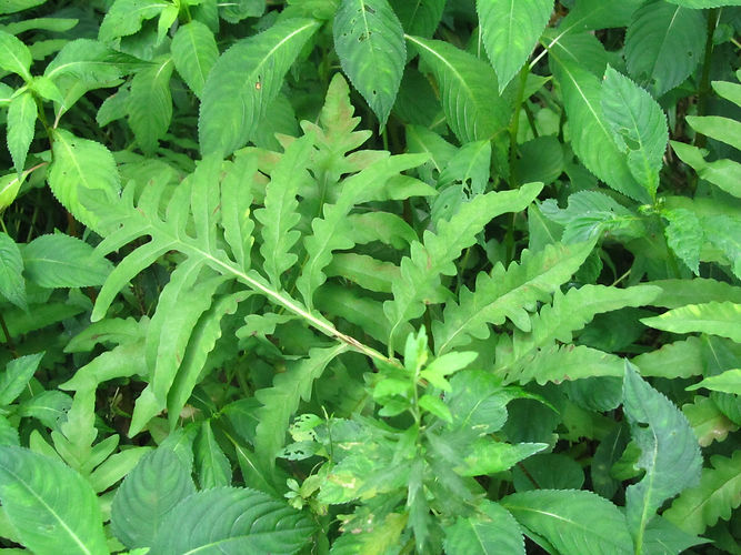 IMG_2203 (Populus tremuloides).jpg