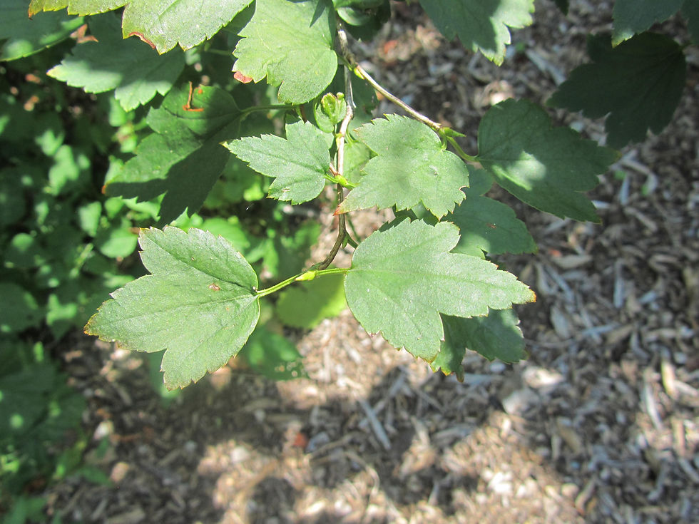 Ribes maximowiczianum