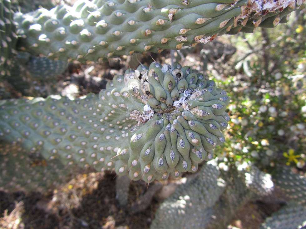 Cylindropuntia fulgida var. mamillata
