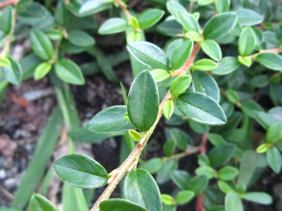 Cotoneaster dammeri 'Skogholm'
