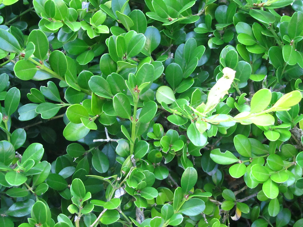 Buxus sempervirens
