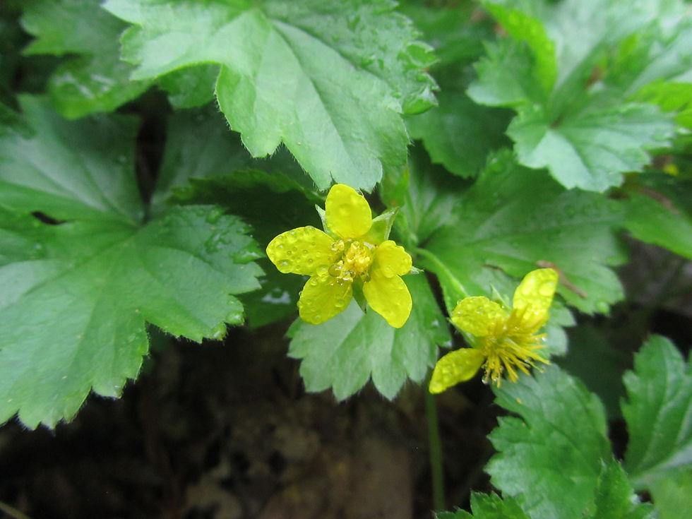 Waldsteinia fragarioides