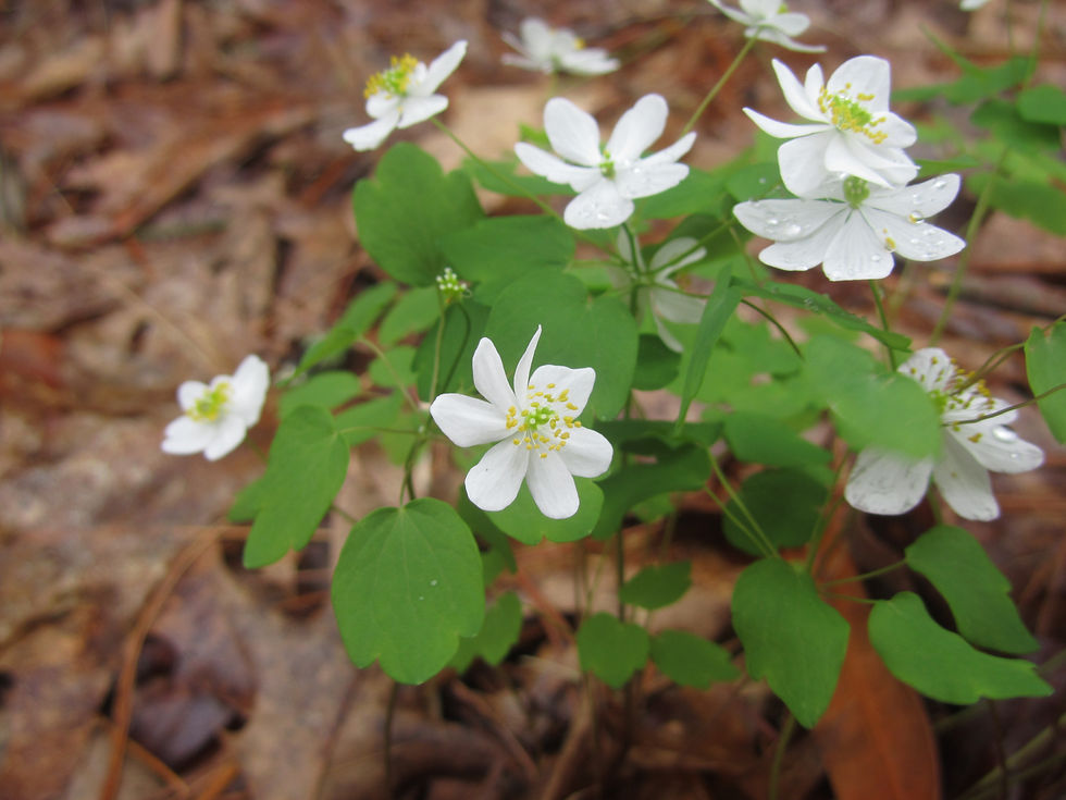 Anemonella thalictroides