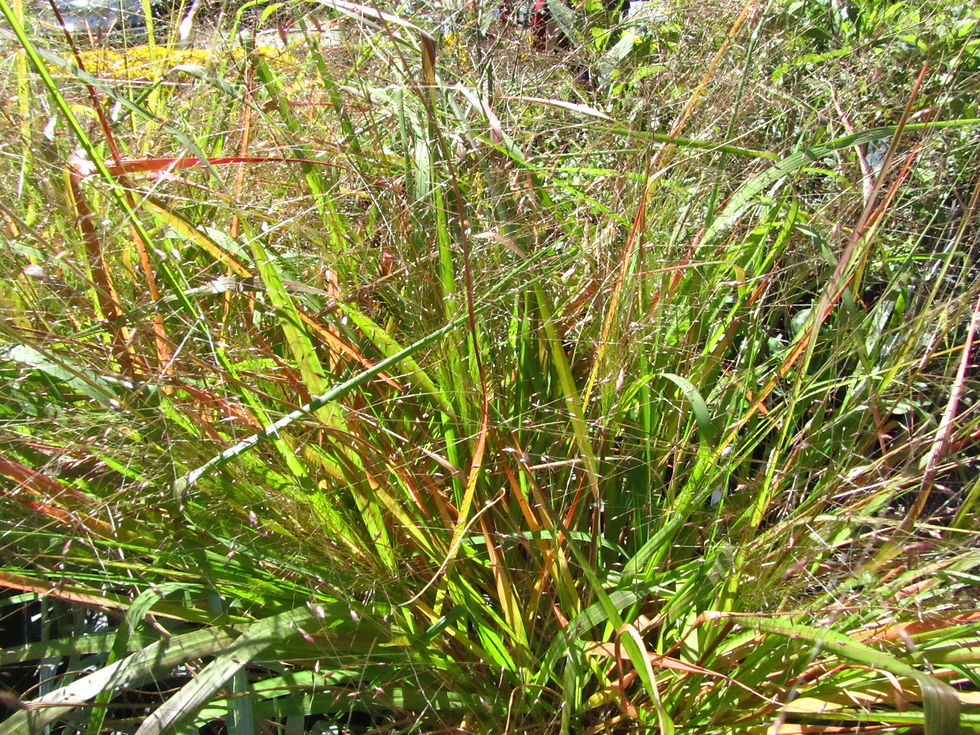 Eragrostis spectabilis