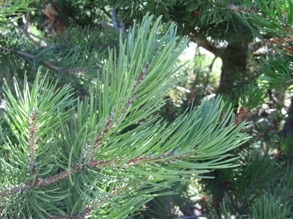 Pinus contorta var. contorta
