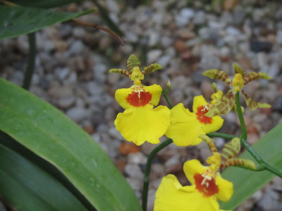 Gomesa flexuosa