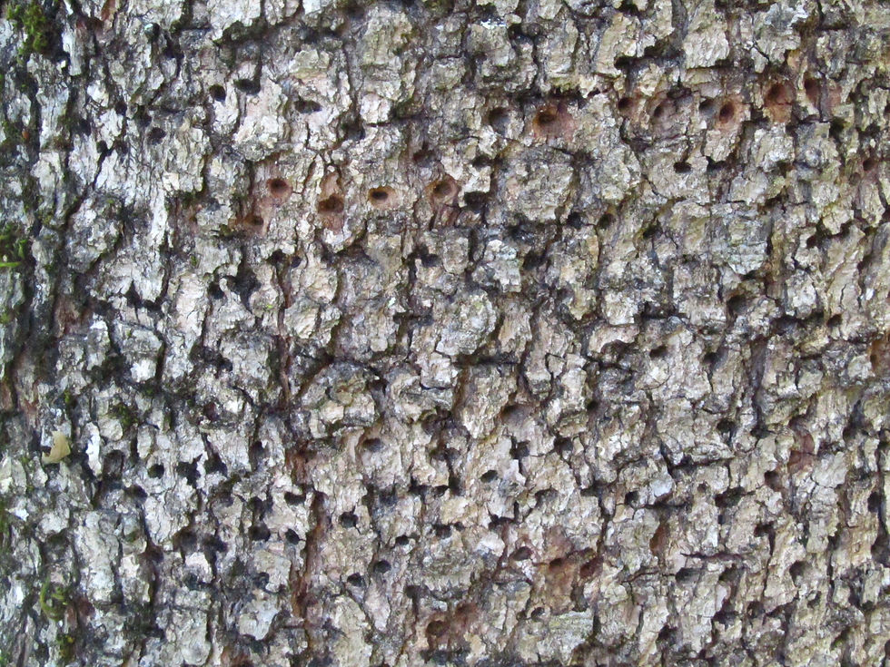 Quercus x macdonaldii