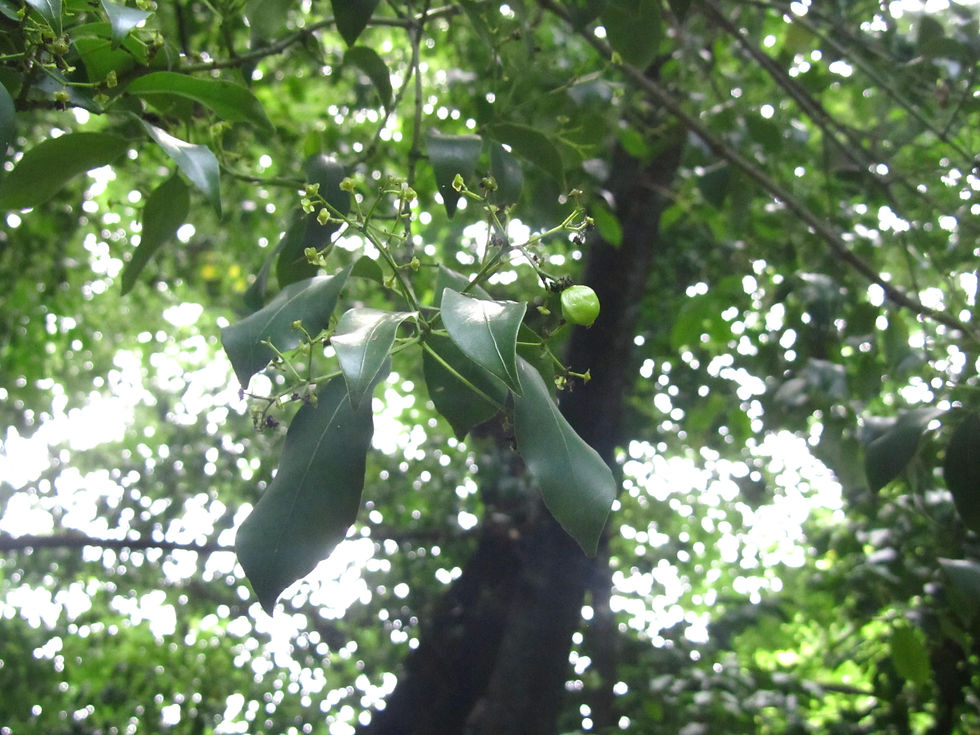 Euonymus nitidus