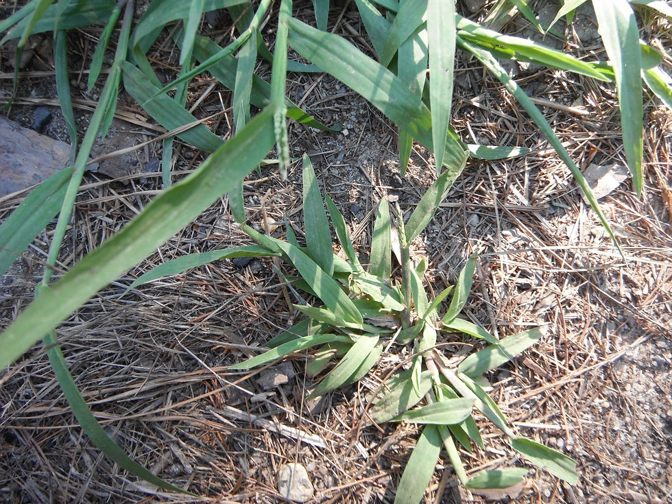 Digitaria ischaemum