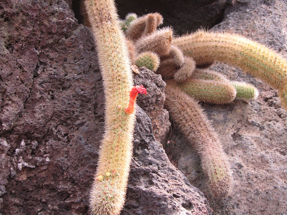 Cleistocactus winteri