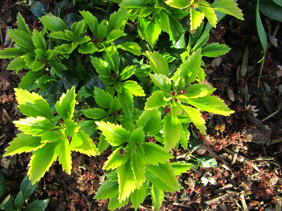 Pachysandra terminalis