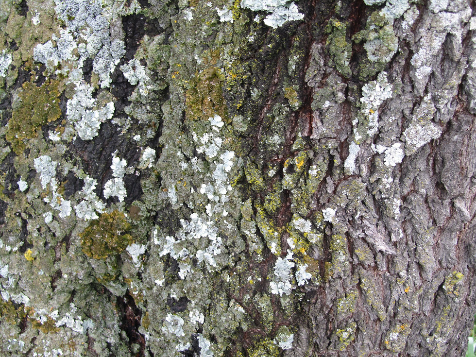 Prunus amygdalus