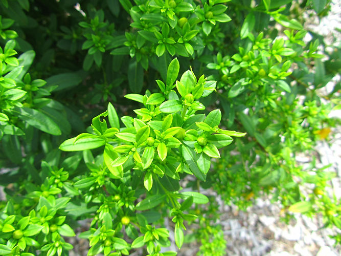 IMG_2203 (Populus tremuloides).jpg
