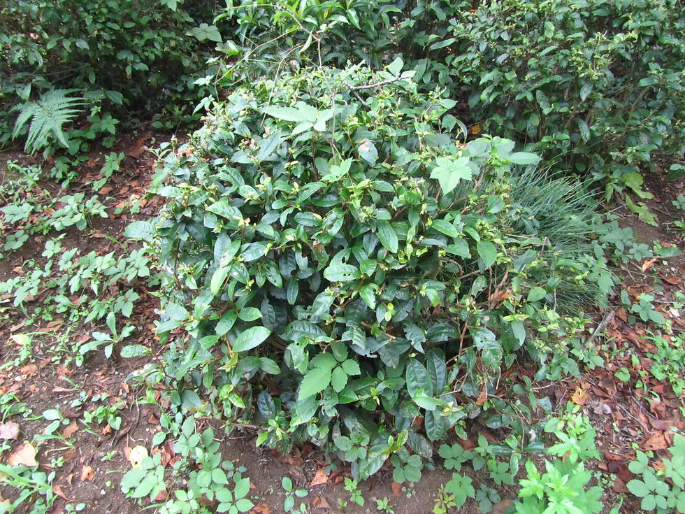 Camellia sinensis