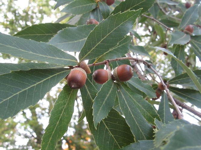 IMG_2203 (Populus tremuloides).jpg
