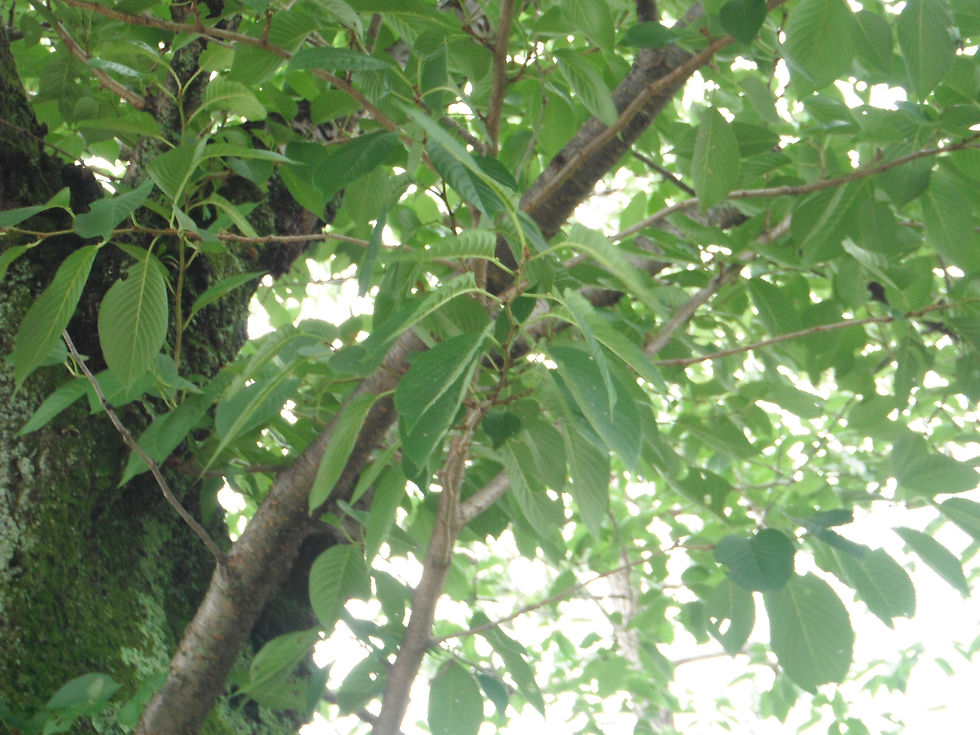 Prunus x yedoensis