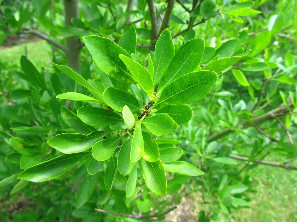 Forestiera pubescens var. parvifolia