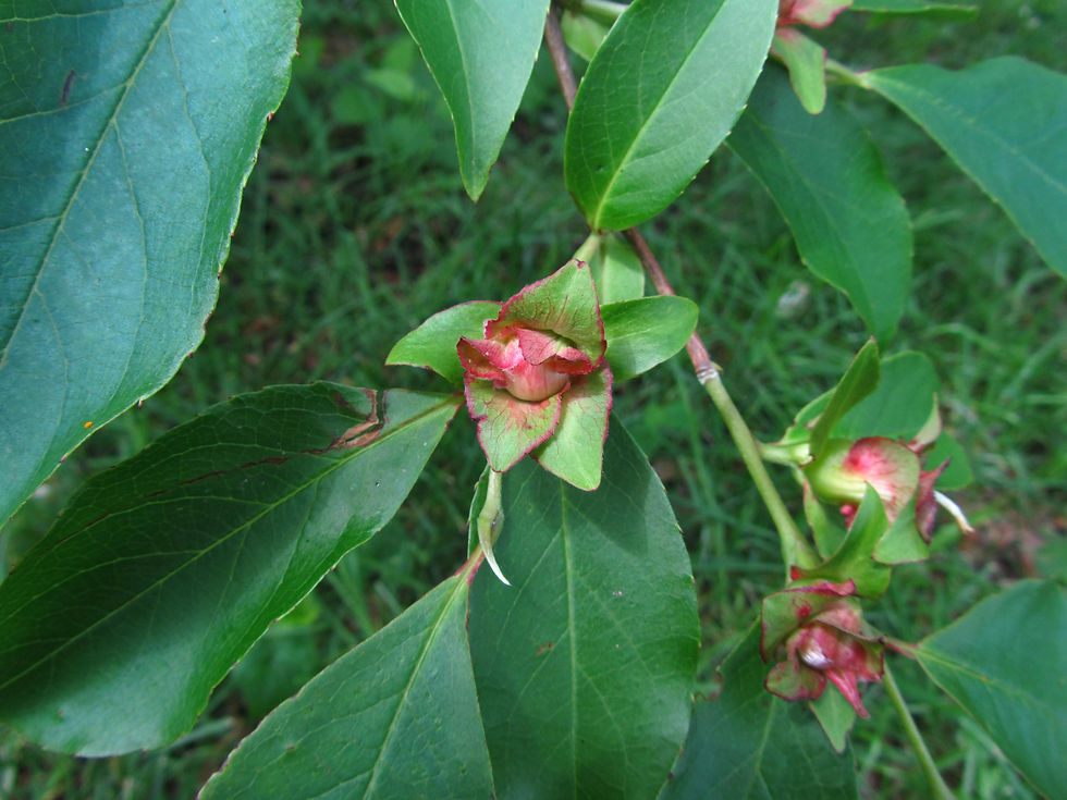 Stewartia rostrata