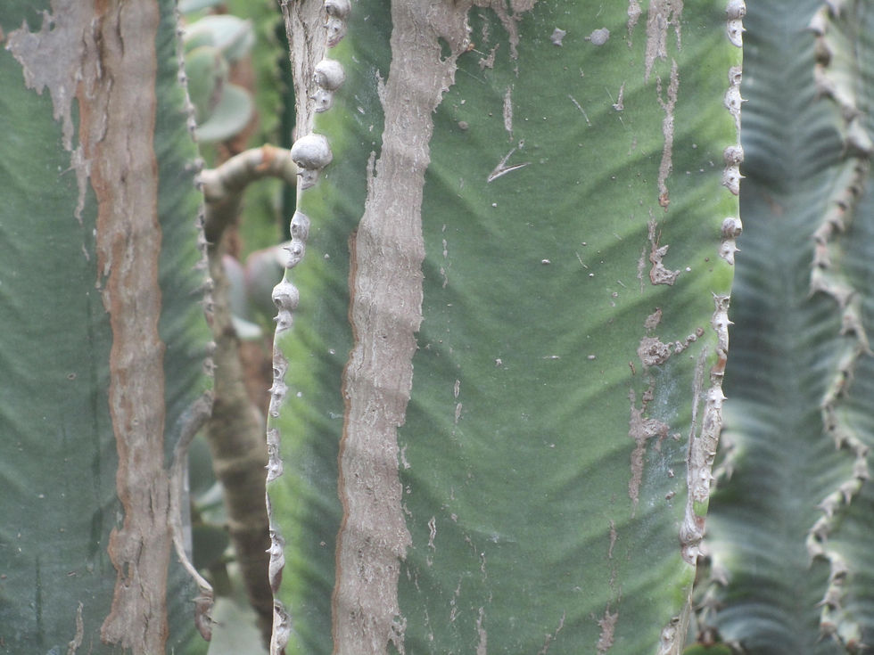 Euphorbia ingens