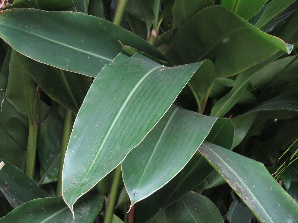 Alpinia zerumbet