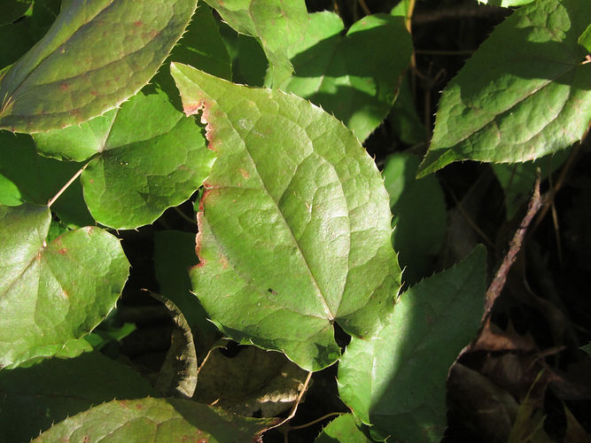 IMG_2203 (Populus tremuloides).jpg