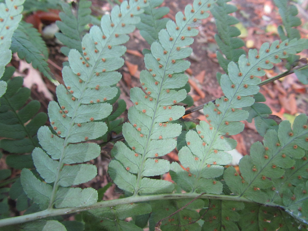 Dryopteris marginalis