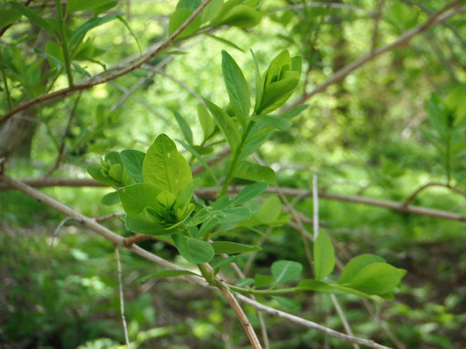 IMG_2203 (Populus tremuloides).jpg