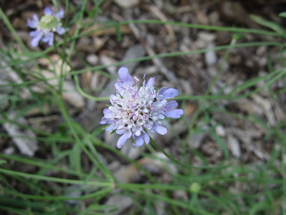 Scabiosa columbaria