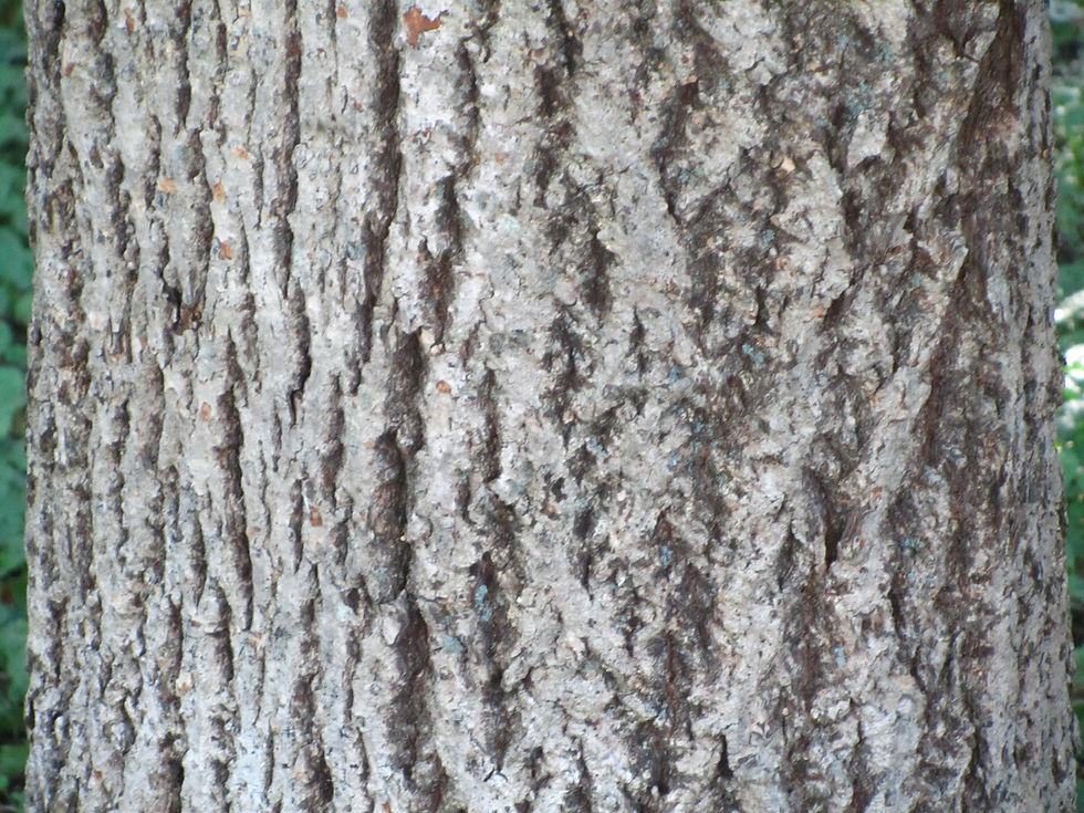 Tilia henryana