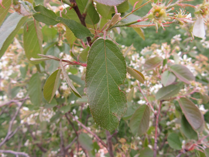 IMG_2203 (Populus tremuloides).jpg