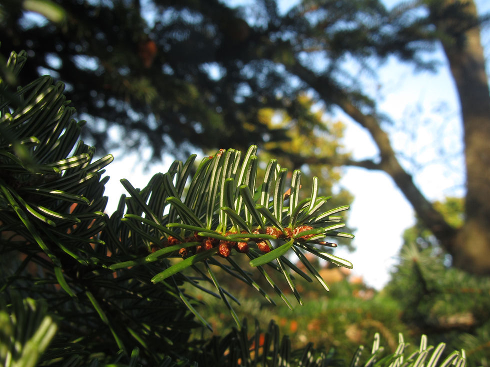 Abies procera