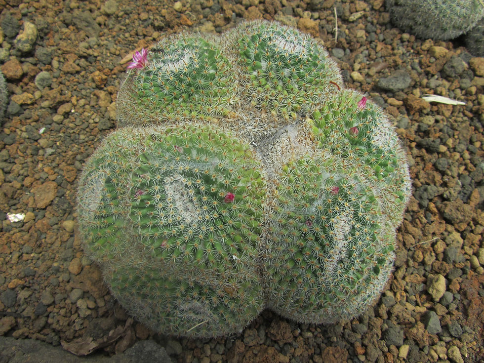 Mammillaria perbella