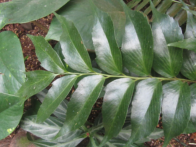 IMG_2203 (Populus tremuloides).jpg