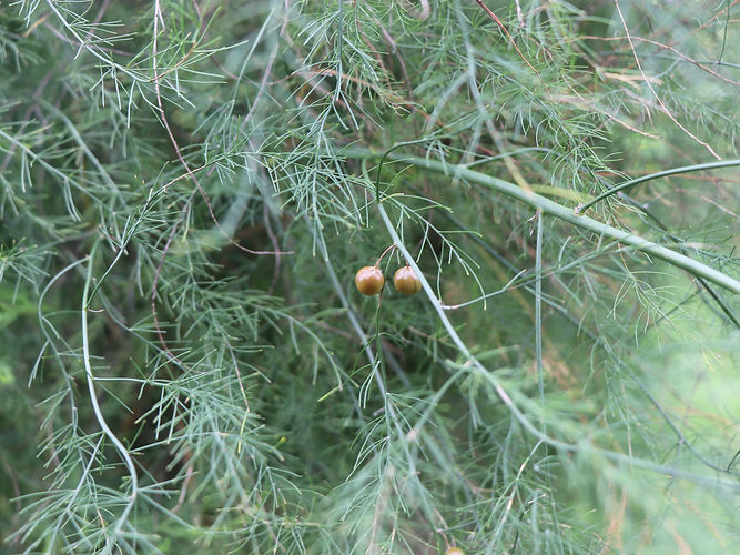 IMG_2203 (Populus tremuloides).jpg
