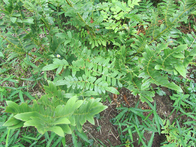 IMG_2203 (Populus tremuloides).jpg
