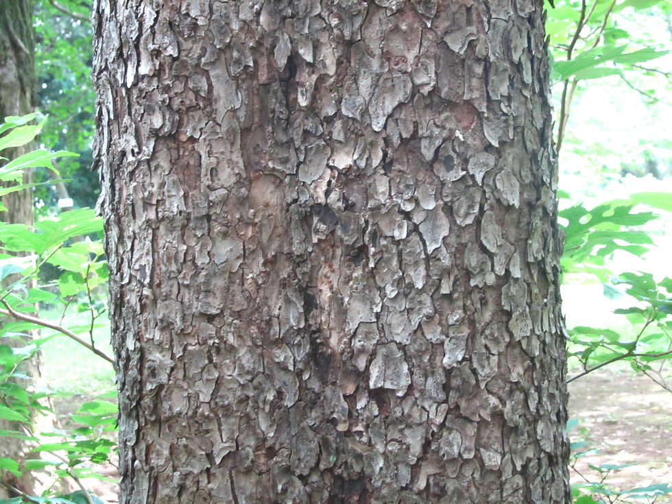 Ulmus parvifolia